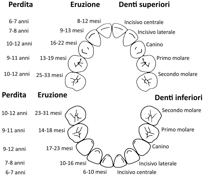 Schema eruzione e perdita denti decidui