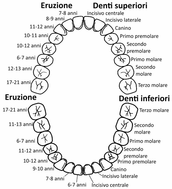 Schema eruzione denti permanenti